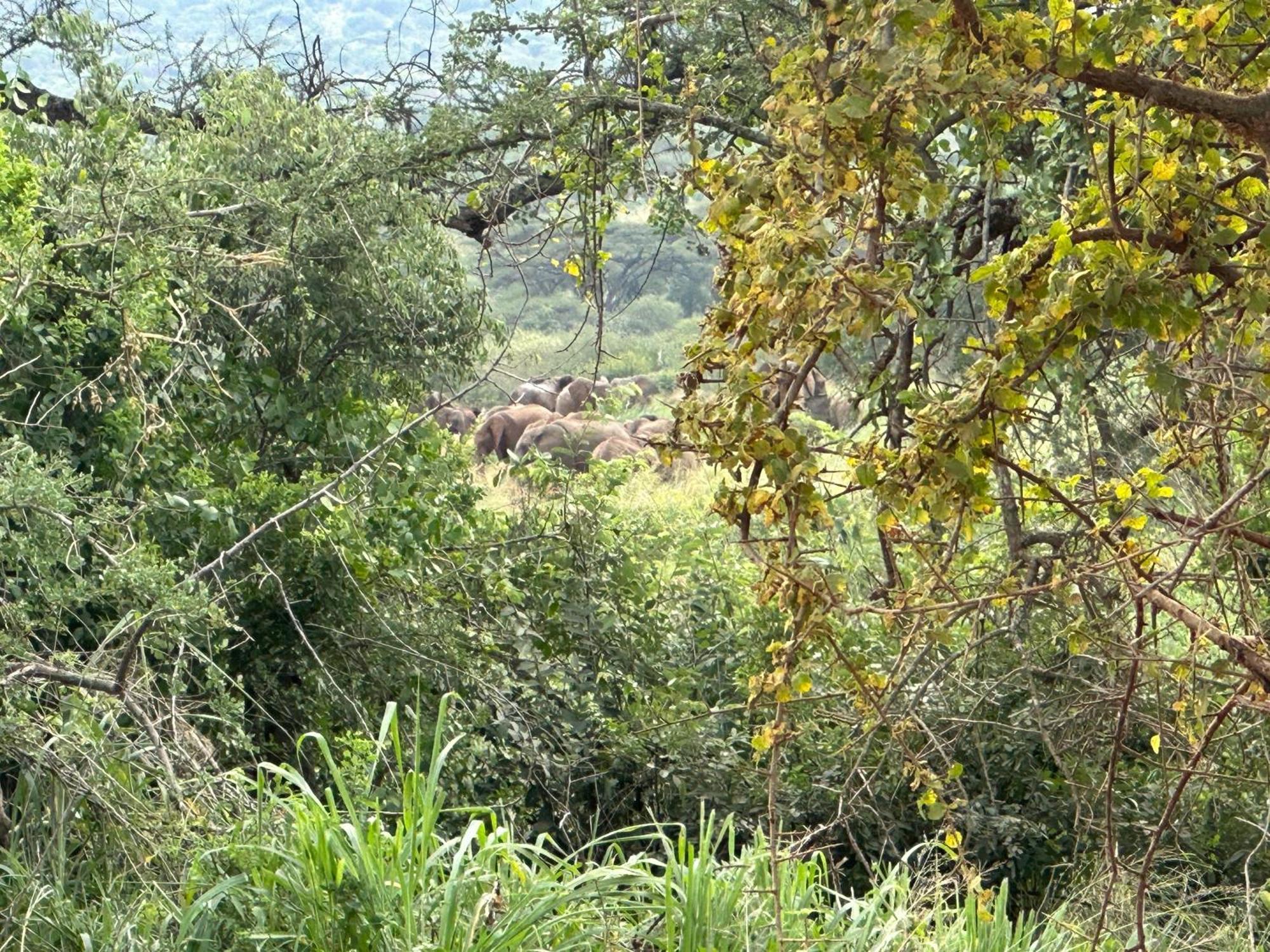 Mkomazi Hotels And Camps Hegoma Exteriör bild